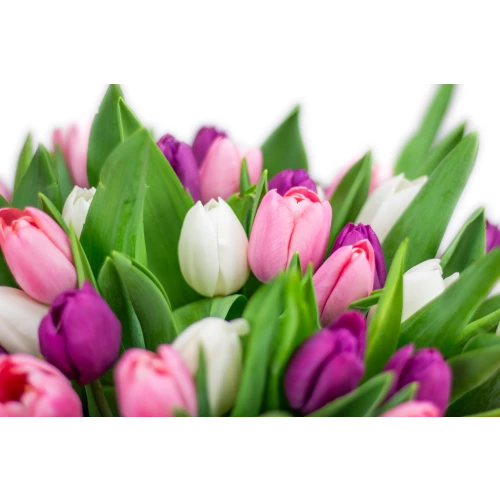 Kytice  tulipánů